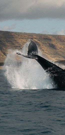 [2436x1125]鱼尾 鲸鱼 大海 海平面 水花 苹果手机壁纸图片