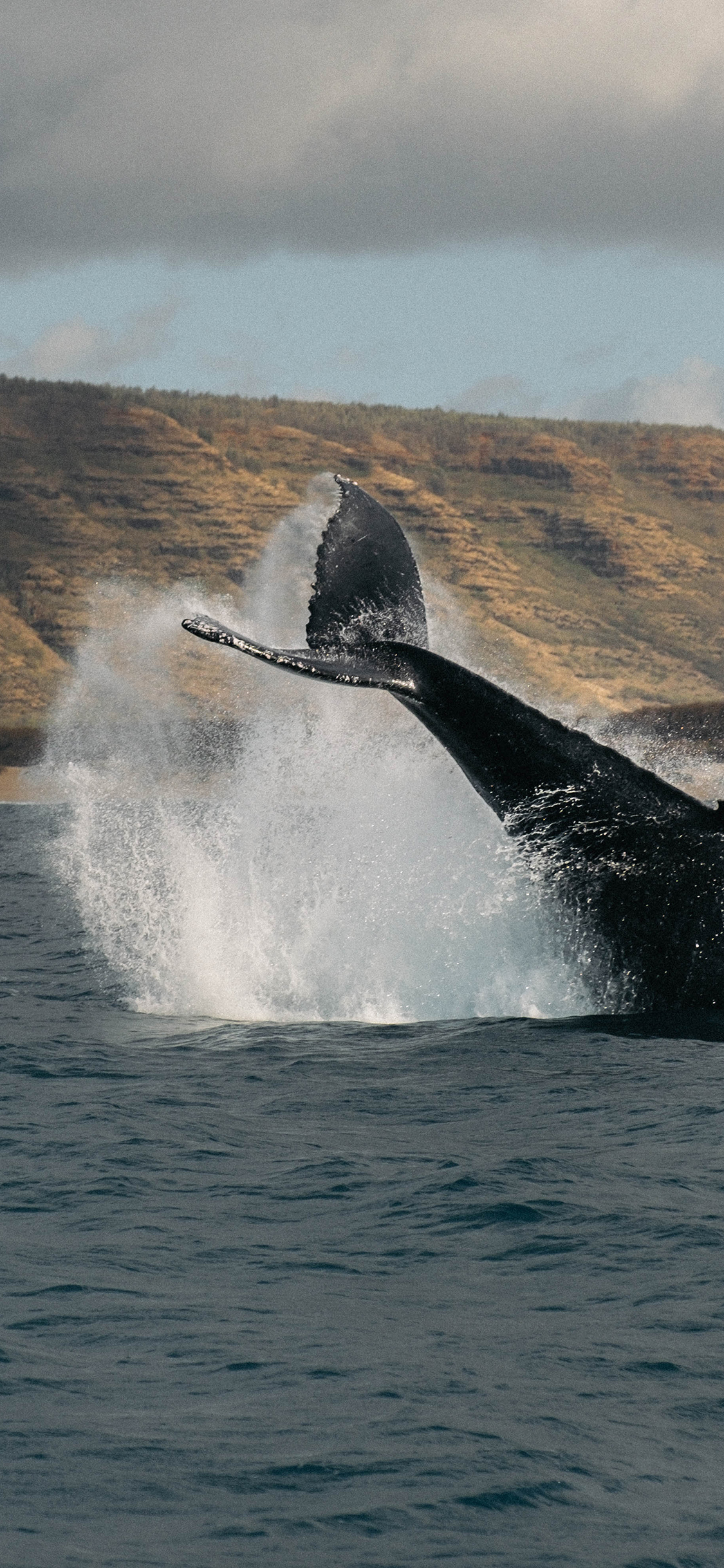 [2436×1125]鱼尾 鲸鱼 大海 海平面 水花 苹果手机壁纸图片