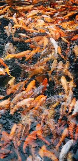 [2436x1125]鱼池 锦鲤 池塘 鱼群 苹果手机壁纸图片