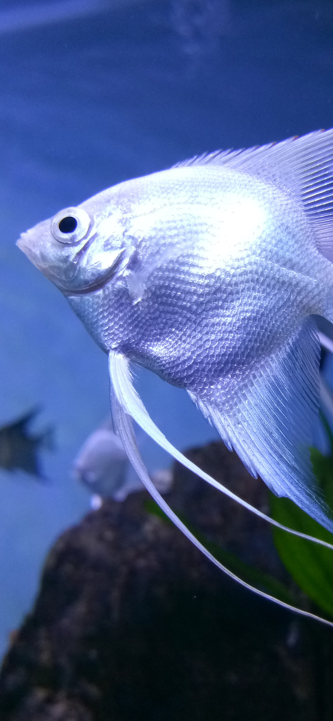 [2436×1125]鱼类 人工培育 观赏鱼 神仙鱼 苹果手机壁纸图片