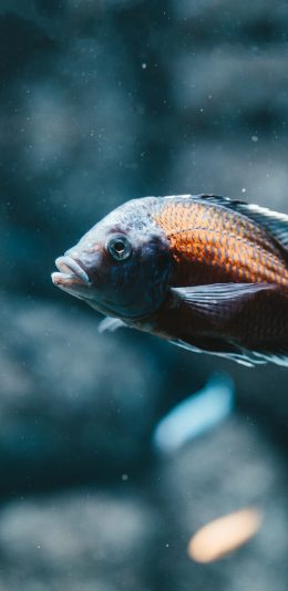 [2436x1125]鱼类 深海鱼 荧光 鱼鳞 苹果手机壁纸图片