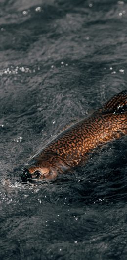 [2436x1125]鱼类 游动 水 纹理 苹果手机壁纸图片