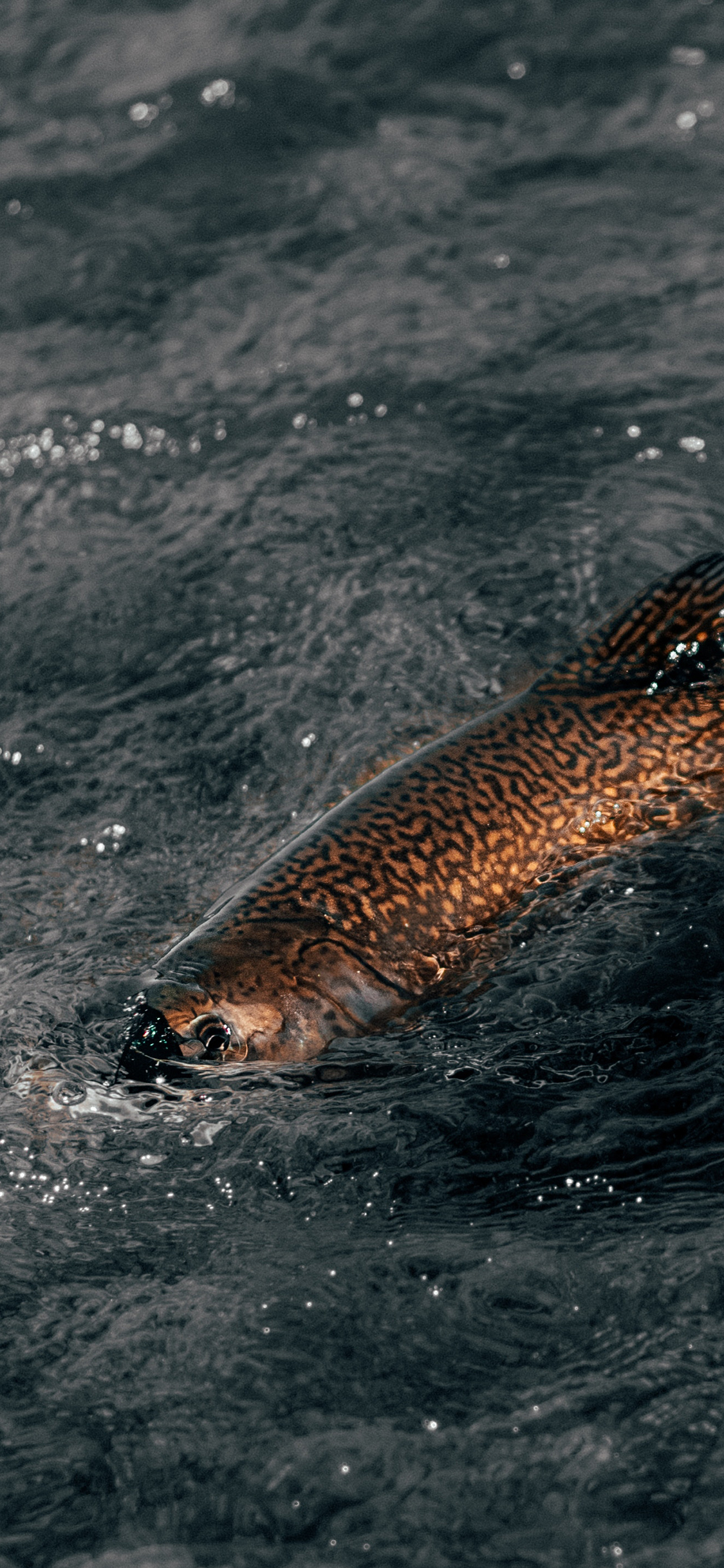 [2436×1125]鱼类 游动 水 纹理 苹果手机壁纸图片
