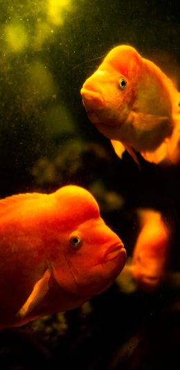 [2436x1125]鱼类 观赏鱼 金鱼 游动 苹果手机壁纸图片