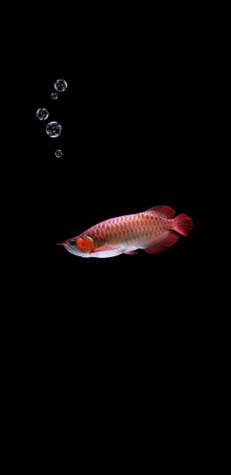 [2436x1125]鱼类 观赏鱼 龙鱼 气泡 苹果手机壁纸图片