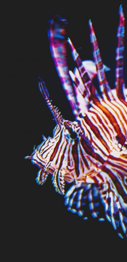 [2436x1125]鱼类 触须蓑鲉 观赏鱼 毒腺 苹果手机壁纸图片