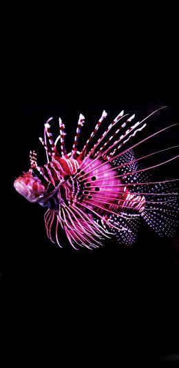 [2436x1125]鱼类 触须蓑鲉 观赏鱼 毒腺 海洋生物 苹果手机壁纸图片