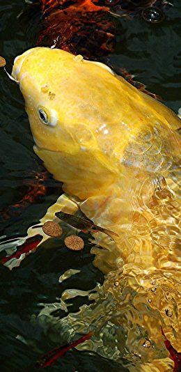 [2436x1125]鱼类 锦鲤 观赏鱼 金色 艳丽 苹果手机壁纸图片