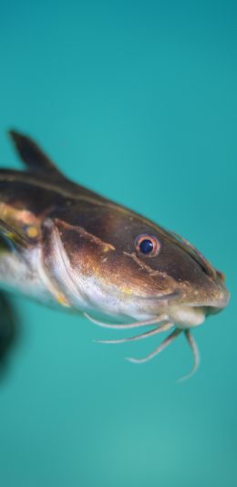 [2436x1125]鱼类 鲶鱼 游动 鱼须 苹果手机壁纸图片