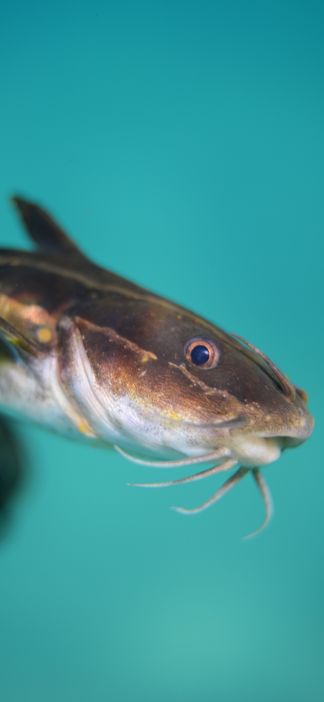 [2436×1125]鱼类 鲶鱼 游动 鱼须 苹果手机壁纸图片