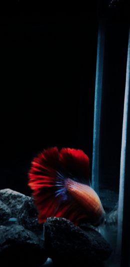 [2436x1125]鱼缸 石头 观赏鱼 斗鱼 红色 漂亮 苹果手机壁纸图片