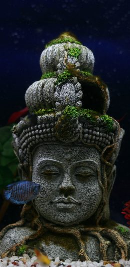 [2436x1125]鱼缸 观赏鱼 佛像 石像 苹果手机壁纸图片