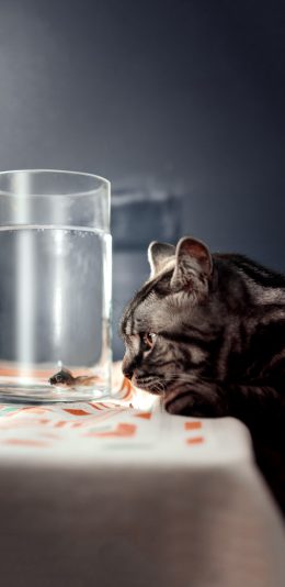 [2436x1125]鱼缸 金鱼 猫咪 喵星人 苹果手机壁纸图片