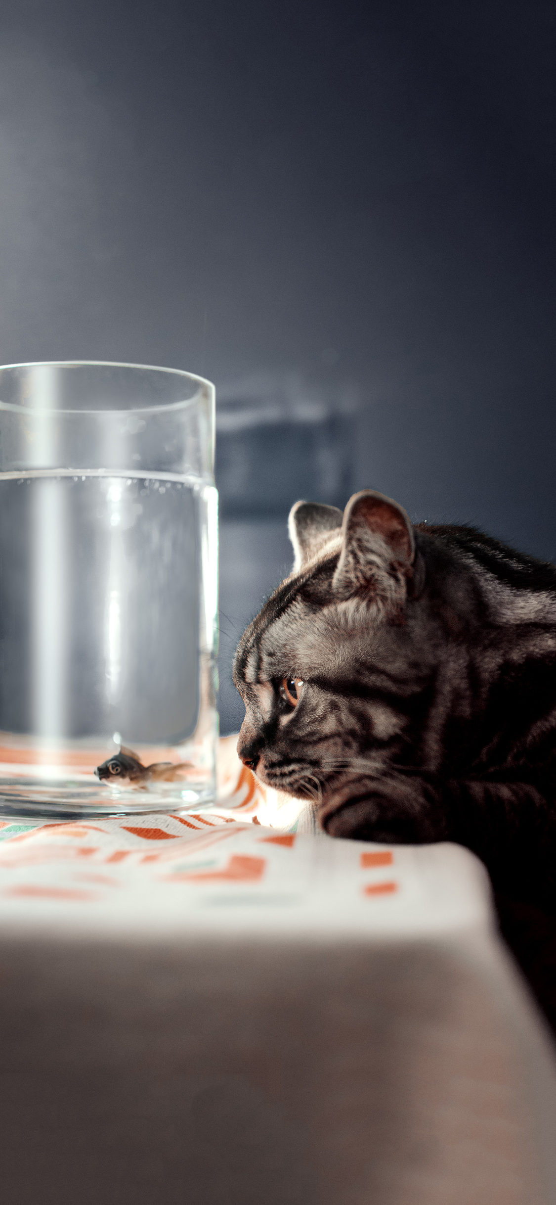 [2436×1125]鱼缸 金鱼 猫咪 喵星人 苹果手机壁纸图片