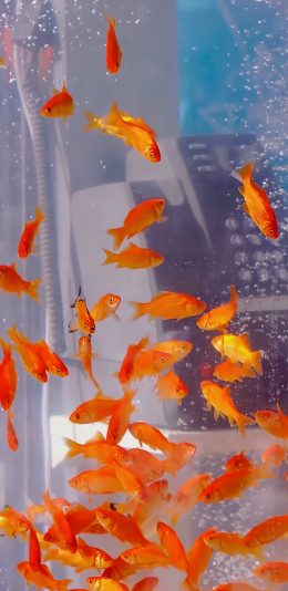 [2436x1125]鱼缸 金鱼群 饲养 观赏 苹果手机壁纸图片
