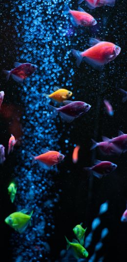 [2436x1125]鱼群 水族馆 色彩 蓝光 苹果手机壁纸图片