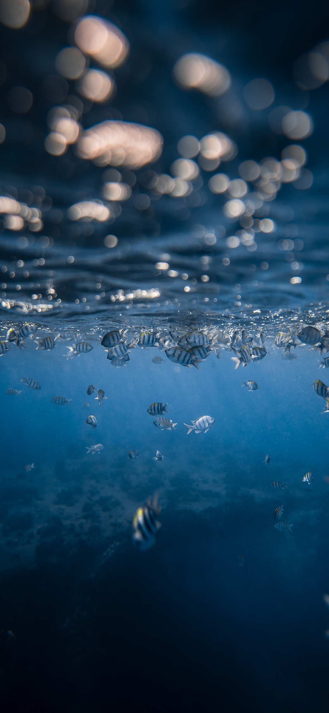 [2436×1125]鱼群 海洋 蓝色 海水 海底 苹果手机壁纸图片