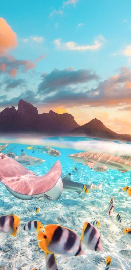 [2436x1125]鱼群 海洋生物 海水 清澈 苹果手机壁纸图片