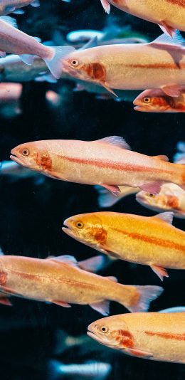 [2436x1125]鱼群 海洋生物 游动 苹果手机壁纸图片