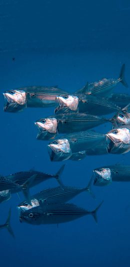 [2436x1125]鱼群 海洋生物 游动 张嘴 蓝色 苹果手机壁纸图片