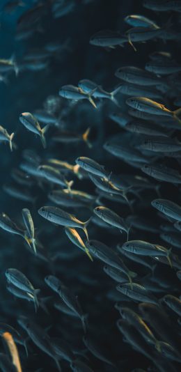 [2436x1125]鱼群 海洋生物 种群 密集 苹果手机壁纸图片
