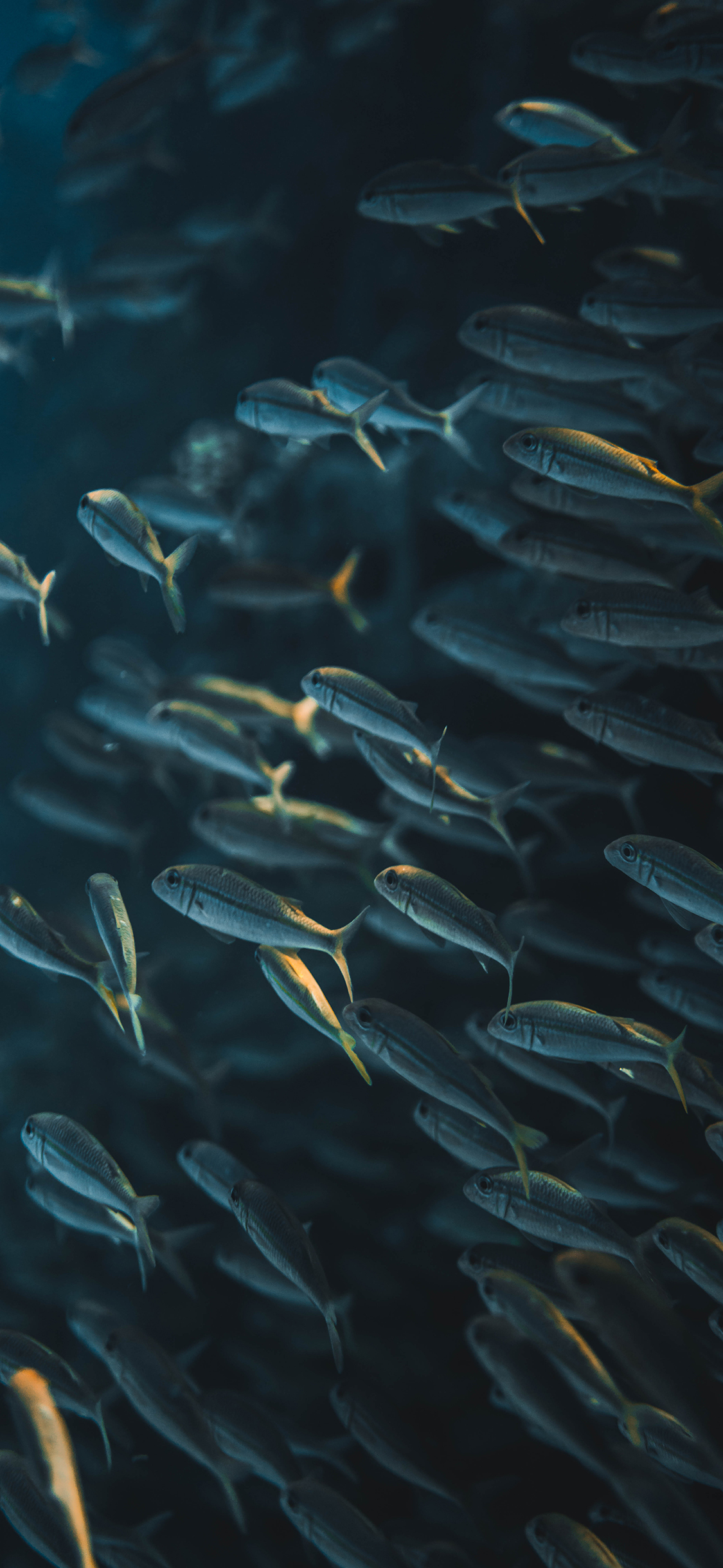 [2436×1125]鱼群 海洋生物 种群 密集 苹果手机壁纸图片