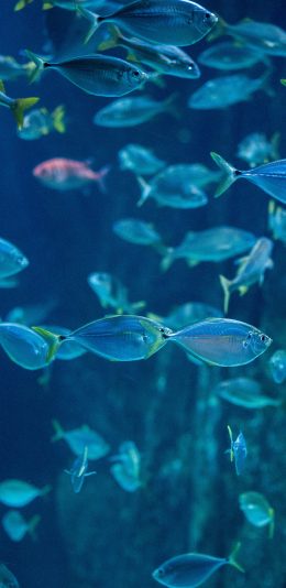 [2436x1125]鱼群 海洋生物 种群 蓝色 苹果手机壁纸图片
