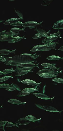 [2436x1125]鱼群 海鱼 海洋 深海 苹果手机壁纸图片