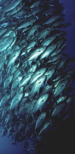 [2436x1125]鱼群 潮汐 海洋 大海 苹果手机壁纸图片