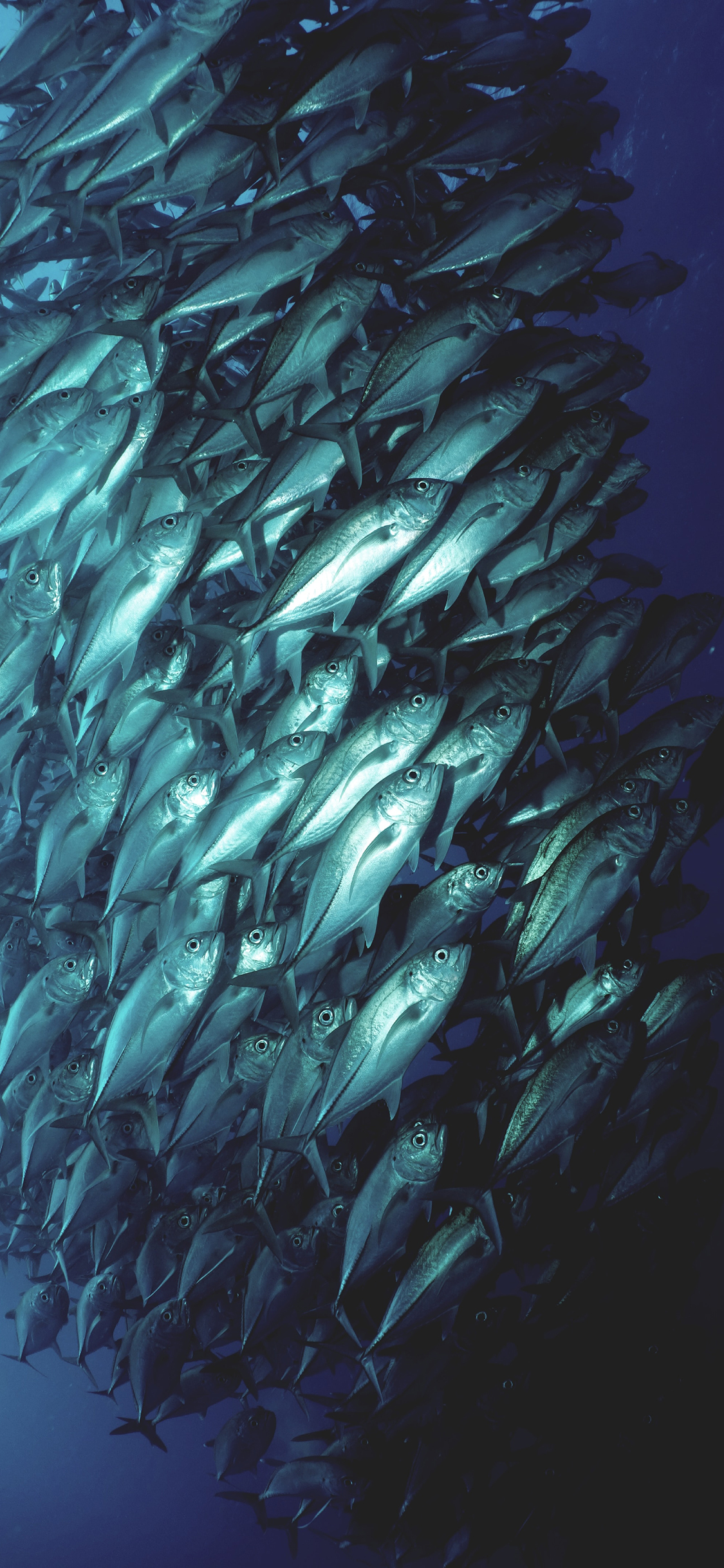 [2436×1125]鱼群 潮汐 海洋 大海 苹果手机壁纸图片