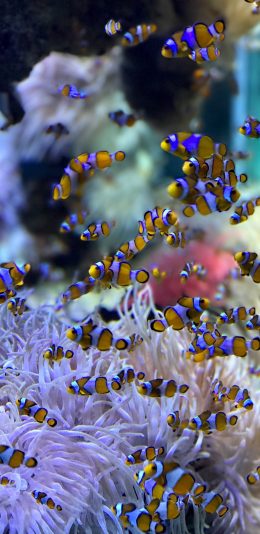 [2436x1125]鱼群 珊瑚虫 热带 小丑鱼 苹果手机壁纸图片