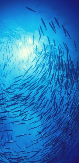[2436x1125]鱼群 蓝色 海洋生物 游动 苹果手机壁纸图片