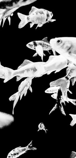 [2436x1125]鱼群 观赏鱼 游动 黑白 苹果手机壁纸图片