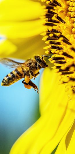 [2436x1125]鲜花 向日葵 昆虫 蜜蜂 采蜜 苹果手机壁纸图片