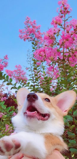 [2436x1125]鲜花 宠物狗 柯基犬 小短腿 可爱 苹果手机壁纸图片