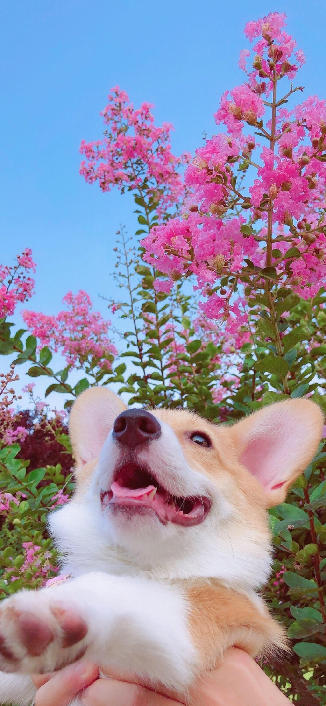 [2436×1125]鲜花 宠物狗 柯基犬 小短腿 可爱 苹果手机壁纸图片