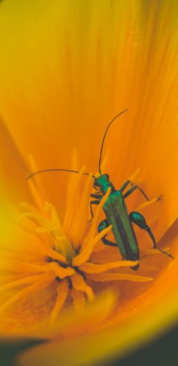 [2436x1125]鲜花 昆虫 拟天牛 苹果手机壁纸图片