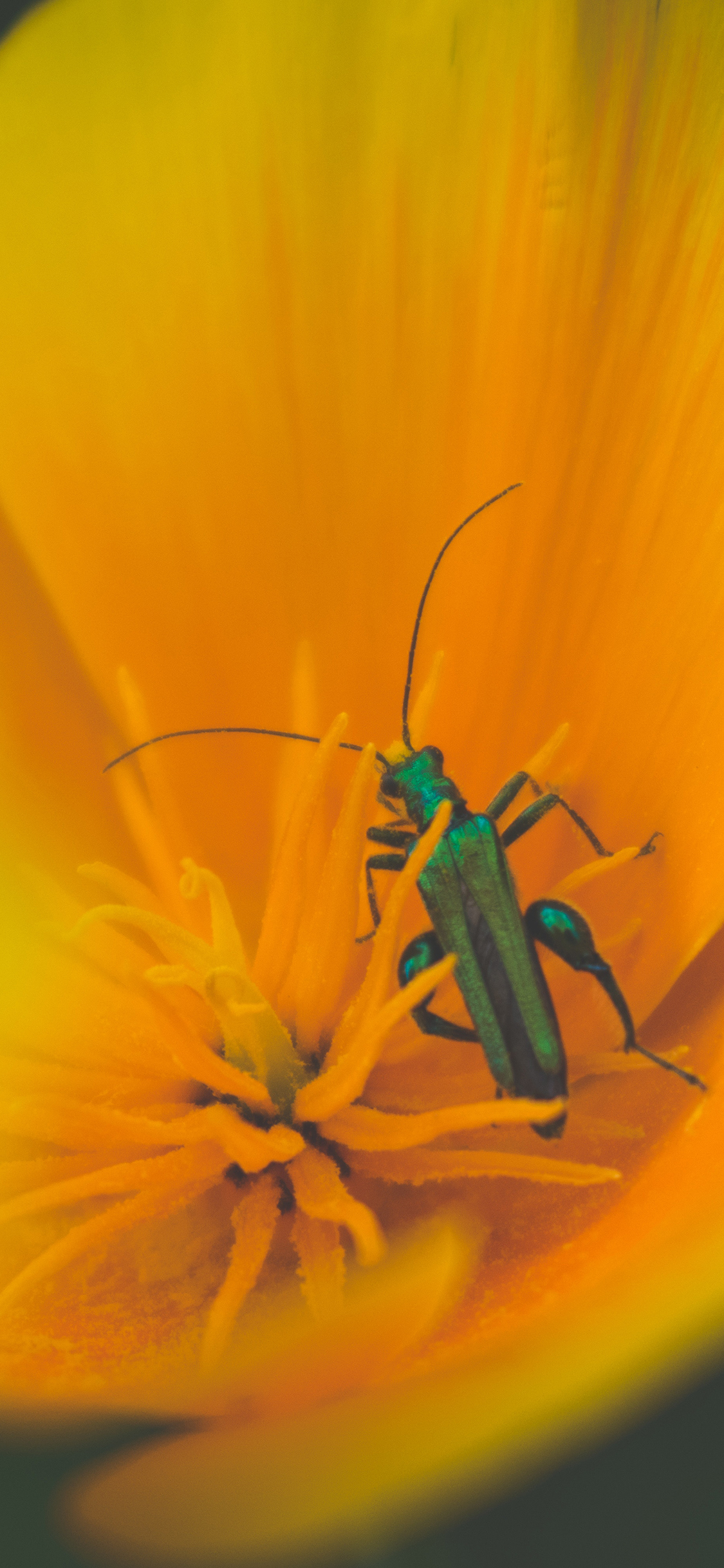 [2436×1125]鲜花 昆虫 拟天牛 苹果手机壁纸图片