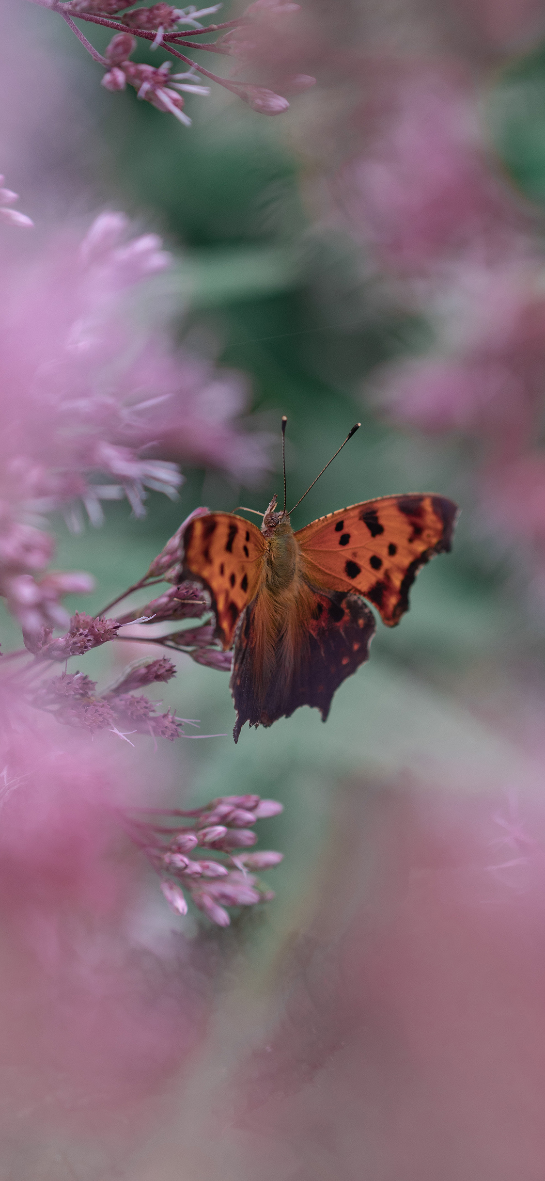 [2436×1125]鲜花 昆虫 蝴蝶 斑点 苹果手机壁纸图片