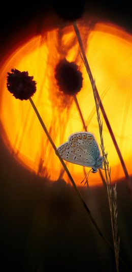 [2436x1125]鲜花 昆虫 蝴蝶 翅膀 苹果手机壁纸图片