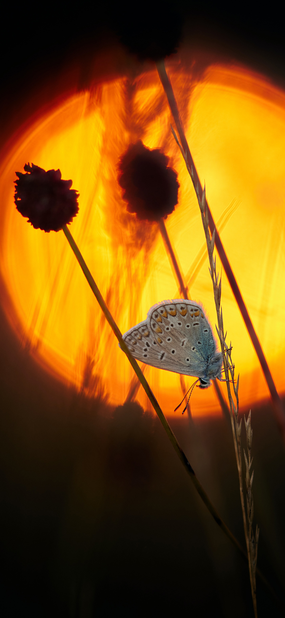 [2436×1125]鲜花 昆虫 蝴蝶 翅膀 苹果手机壁纸图片