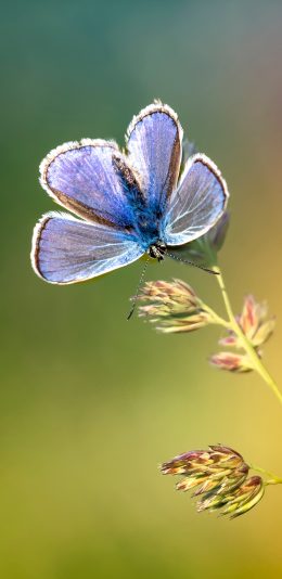 [2436x1125]鲜花 昆虫 蝴蝶 蓝色 苹果手机壁纸图片