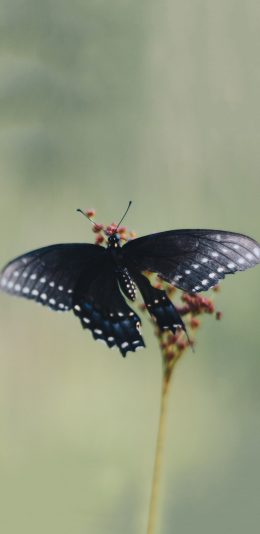 [2436x1125]鲜花 昆虫 蝴蝶 黑色 翅膀 斑点 苹果手机壁纸图片