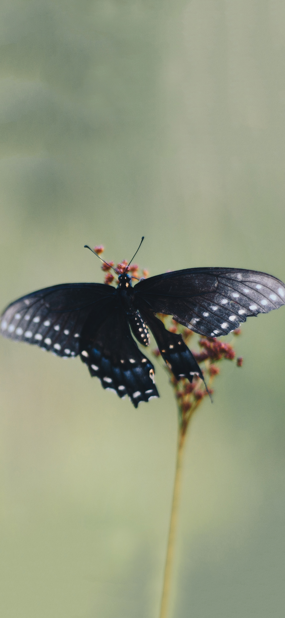 [2436×1125]鲜花 昆虫 蝴蝶 黑色 翅膀 斑点 苹果手机壁纸图片