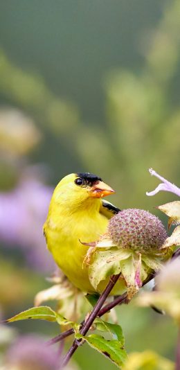 [2436x1125]鲜花 枝丫 飞鸟 芦花黄雀 苹果手机壁纸图片