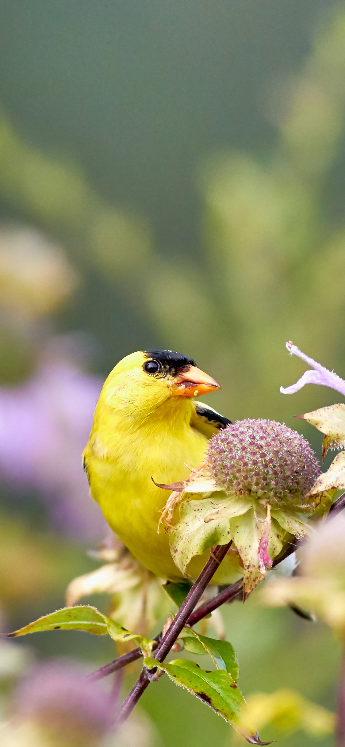 [2436×1125]鲜花 枝丫 飞鸟 芦花黄雀 苹果手机壁纸图片