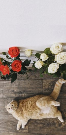 [2436x1125]鲜花 玫瑰 猫咪 橘猫 肥 苹果手机壁纸图片