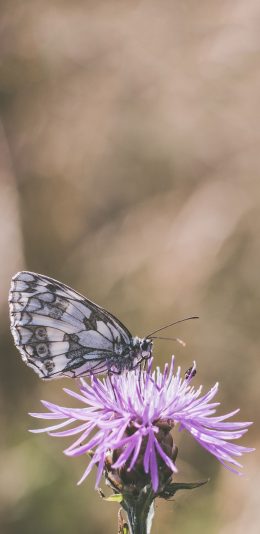 [2436x1125]鲜花 矢车菊 华西白眼蝶 蝴蝶 苹果手机壁纸图片