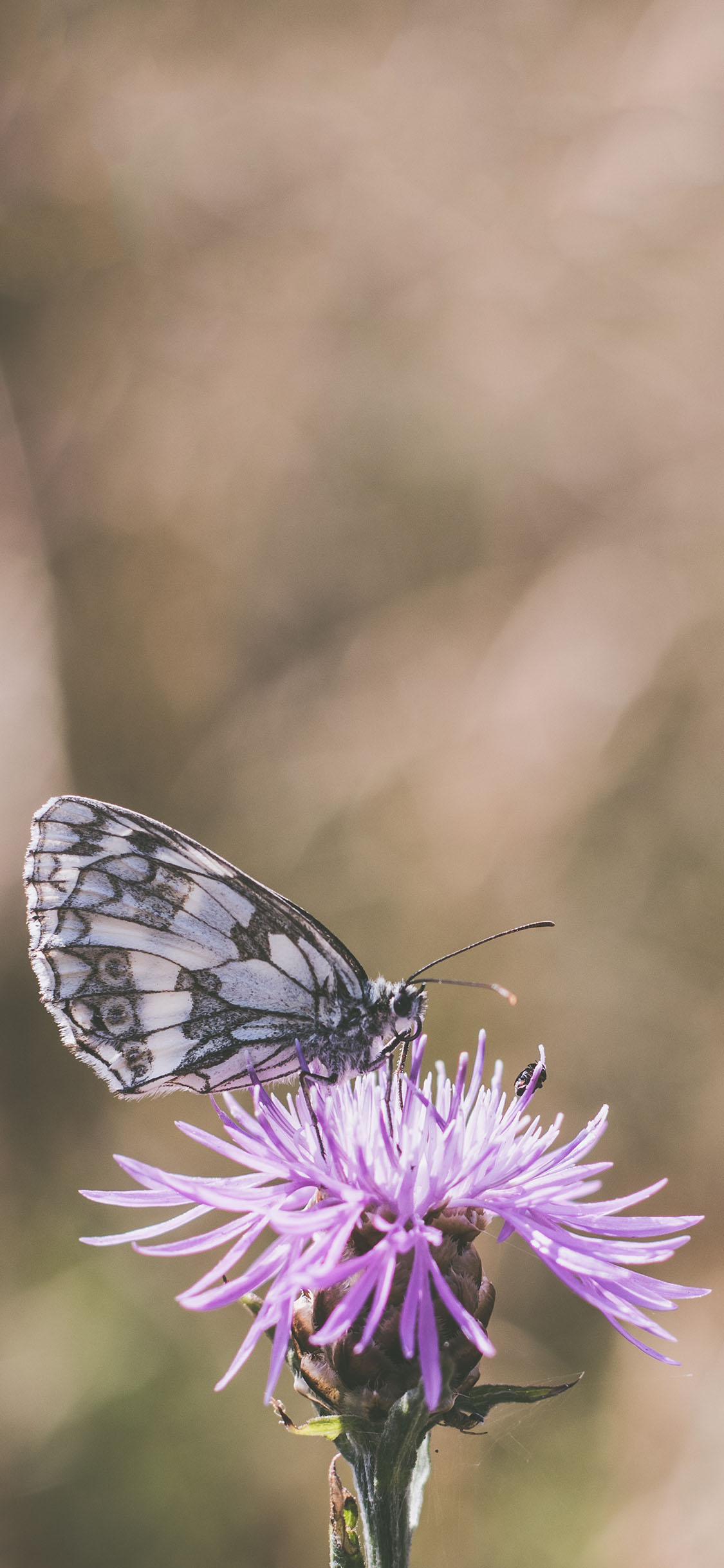 [2436×1125]鲜花 矢车菊 华西白眼蝶 蝴蝶 苹果手机壁纸图片