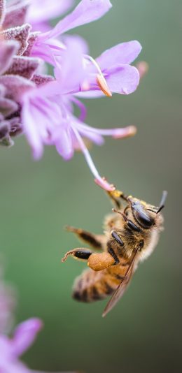 [2436x1125]鲜花 粉色 昆虫 蜜蜂 采蜜 苹果手机壁纸图片